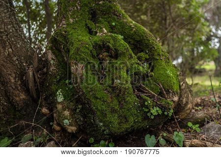 Millenary Olive Tree