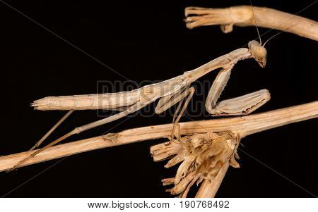A close-up portrait of a beautiful mantis