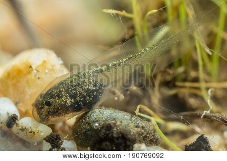 Tiny Tadpole Of A Toad