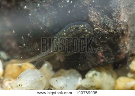 Tiny Tadpole Of A Toad