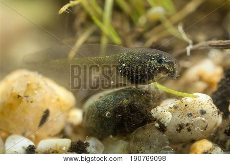 Tiny Tadpole Of A Toad