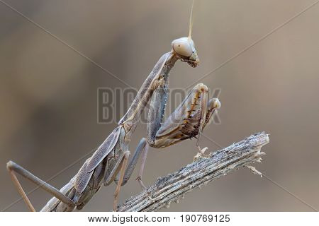 A close-up portrait of a mantis Iris oratoria