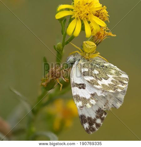 A Beautiful Spider Eating Insect Prey