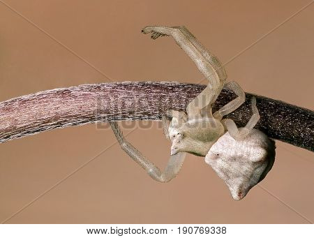 A Beautiful Thomisus Spider