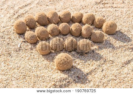 Wifi Sign Created With Dried Algae Ball On Sand Beach