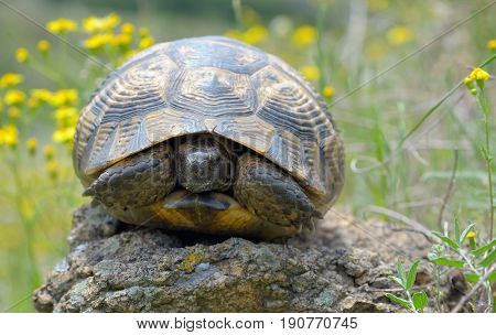 Testudo graeca ibera in forest, close up