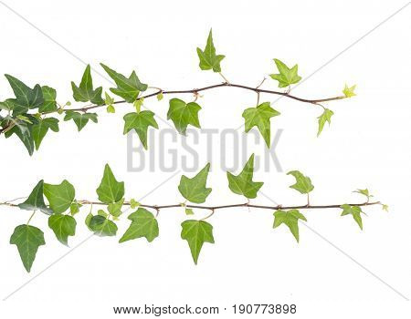 Green ivy isolated on a white background.