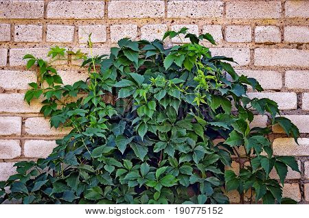 Liana. Girlish grapes, a climbing plant with Green leaves
against a brick wall background