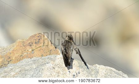 Rough-winged Swallow grooming itself on a rocky perch