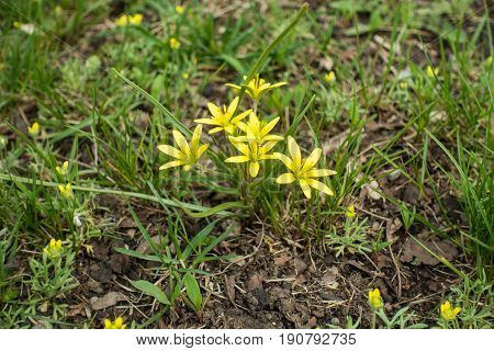 Close Up Of Flowering Gagea Minima In Spring
