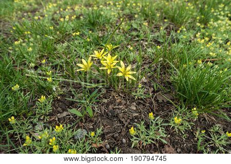 Gagea Minima And Lots Of Small Flowers Of Ceratocephala Testiculata