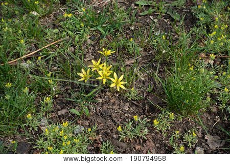 Small Yellow Flowers Of Gagea Minima And Ceratocephala Testiculata