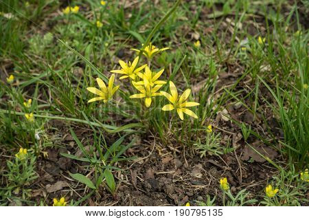 Small Yellow Flowers Of Gagea Minima In The Grass