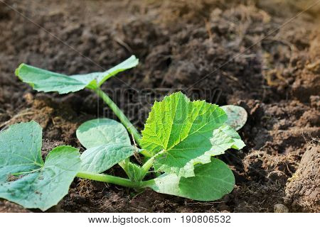 Zucchini seedling growing on a vegetable bed. Cultivation and planting of zucchini.