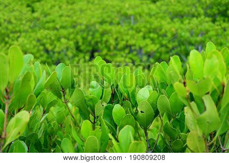 Vibrant green field of Spurred Mangrove tree in the mangrove forest of Rayong province, Thailand