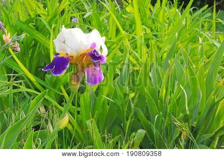 The Flowers In The Field