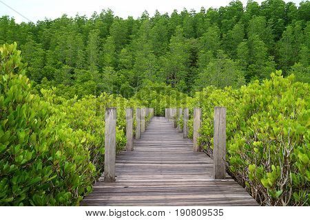Nature boardwalk through the bright green Spurred Mangrove or Indian Mangrove forest of Rayong province in Thailand