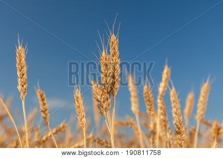ripened gold cones of wheat on blue sky background, closeup. harvest, agriculture, agronomics, food, production, eco concept. empty space for the text.