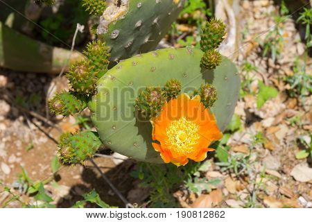 Orange Cactus Flower Blooming