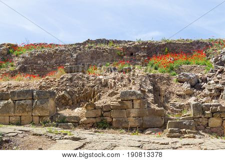 Common Poppy Flower And Stone Wall