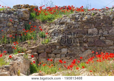 Common Poppy Flower And Stone Wall