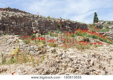 Common Poppy Flower And Stone Wall