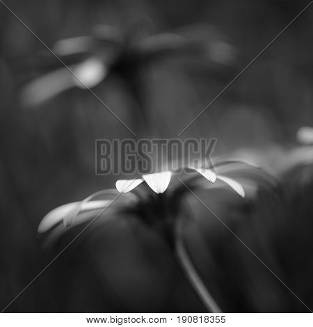 Beautiful Artistic Image Of African Daisy With Shallow Depth Of Field Macro In Black And White