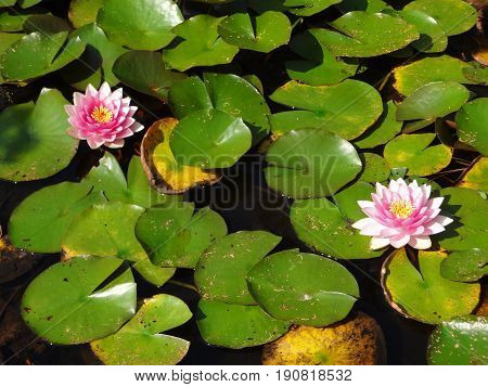 Two pink water lilies floating in a serene pool, surrounded by green lily pads.