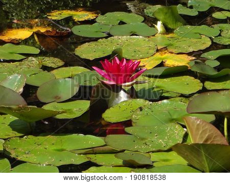 A lone pink water lily floating in a pool, surrounded by bright green lily pads.
