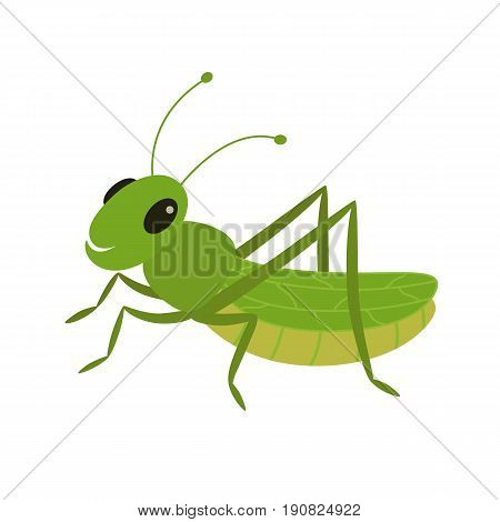 Green grasshopper on a white background vector Illustration