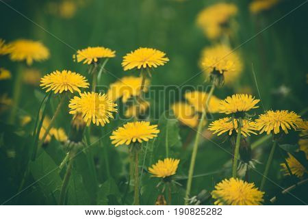Dandelion yellow flower growing on the green meadow in spring time, natoral seasonal floral background with copy space
