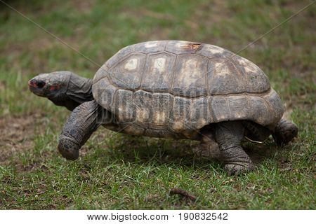 Red-footed tortoise (Chelonoidis carbonaria). Wildlife animal. 