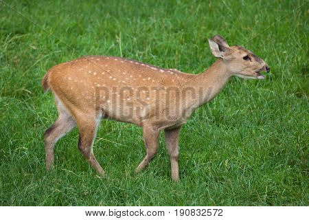 Indian hog deer (Hyelaphus porcinus).