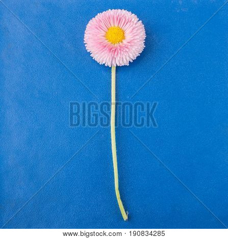 Live pink flower panno on blue bakcground