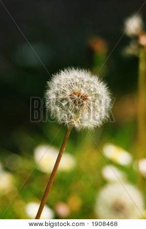 Paardebloem / Blowball