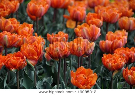 テラ コタ チューリップ