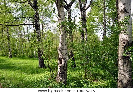 Birches in spring