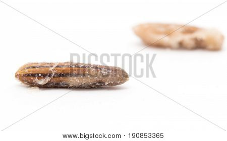 Eleagnus on a white background . A photo