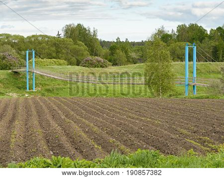 Potato Field On The Background Of A Rope Bridge Across The River