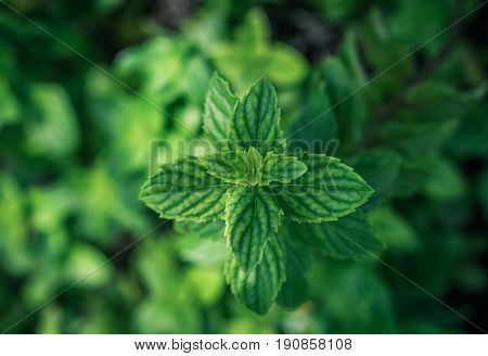 close up of green mint leaves from above with defocused background