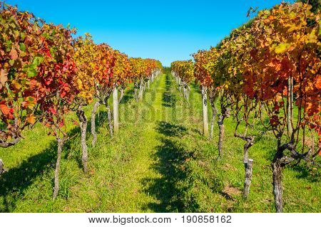 Beautiful vineyard platation with colorful leafs red, yellow and green, located in Waiheke island with a beautiful blue sky.