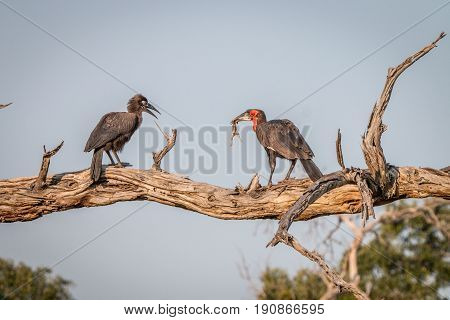 Two Southern Ground Hornbills On The Branch.