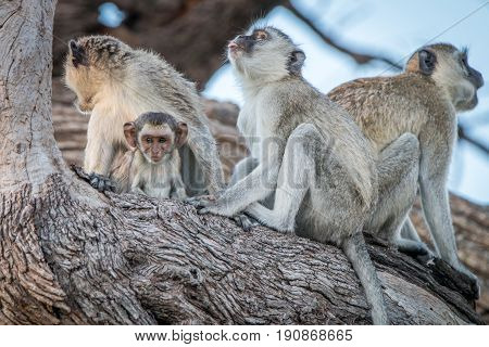 Several Vervet Monkeys Resting On A Tree.