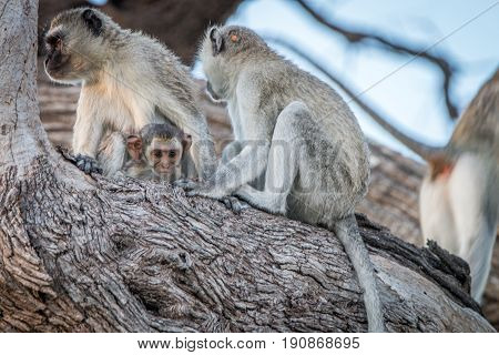 Several Vervet Monkeys Resting On A Tree.