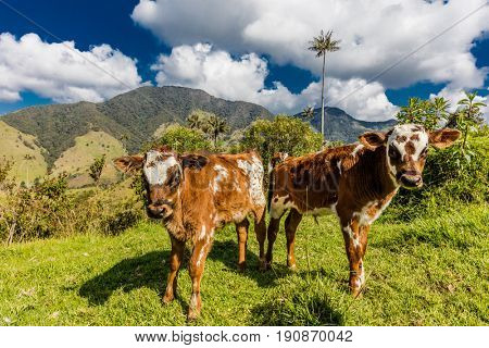 Bosque De Palma De Cera La Samaria  near San Felix near Salamina Caldas in Colombia South America