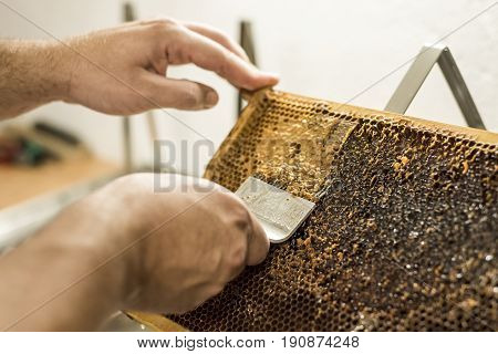 Honeycomb will open unwaxing fork beekeeper uncapped for harvest golden delicious honey closeup