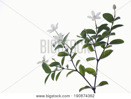 White And Fragrant Flower