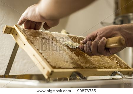 Honeycomb will open unwaxing fork beekeeper uncapped for harvest golden delicious honey closeup