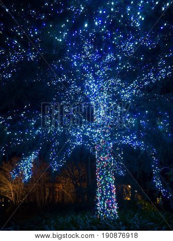 Illumination At Nabana No Sato In Japan