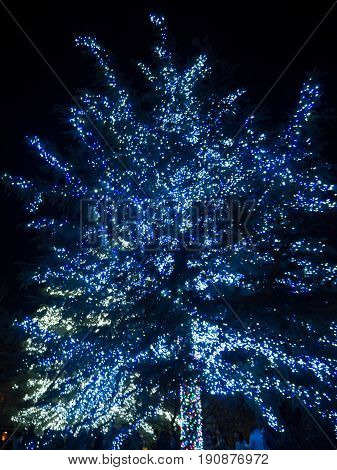 Illumination At Nabana No Sato In Japan